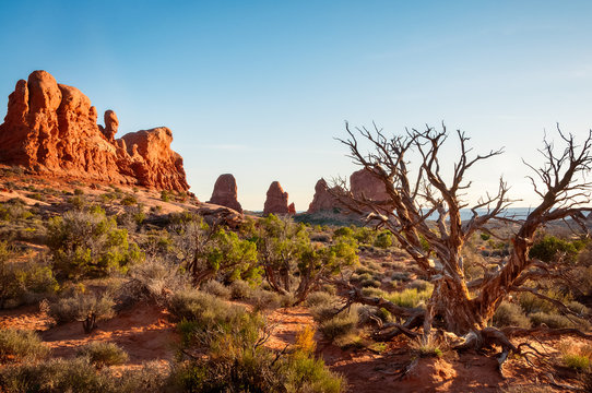 Dormant tree in front of the natural monuments in Arches National Park, Utah, USA.