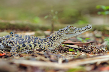 Crocodiles are bred at a farm in Bangladesh for their skins and meat to be sold around the world.