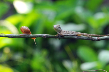 Fototapeta premium Lizard and a snail on a branch