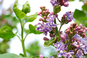 lilac summer flower