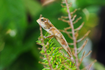 Oriental Garden Lizard