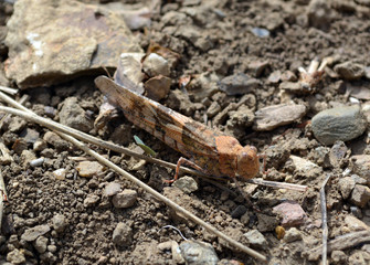 Orange Grasshopper/Orange tinted grasshopper