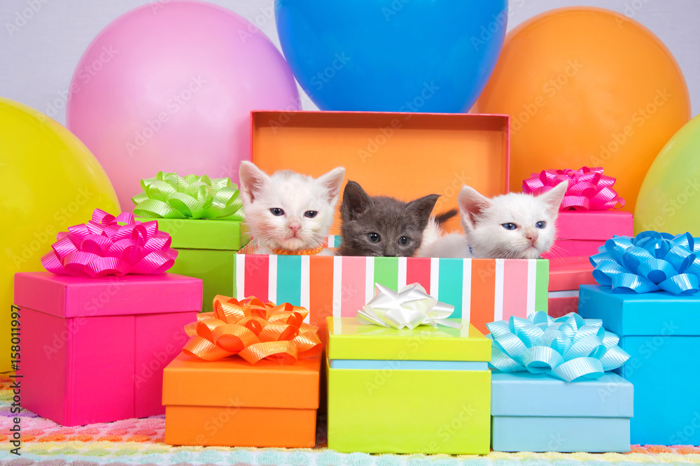 Wall mural Two small white kittens and one gray kitten peaking out of a birthday present box, surrounded by bright colorful party balloons and presents with bows.