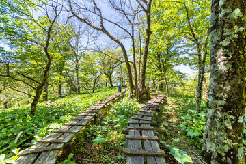 登山道