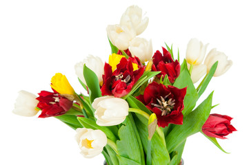 Photo of tulips isolated on white background