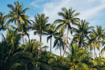 coconut palm tree on the beach of thailand, coconut tree with blur sky on the beach for summer concept background.