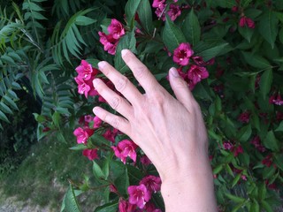 Hand berührt pinke Glockenblumen