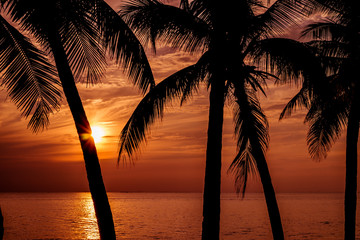 Obraz na płótnie Canvas Silhouette coconut palm trees on beach at sunset.