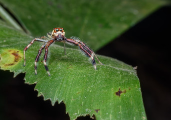 Telamonia dimidiata or jumping spider on green leaf