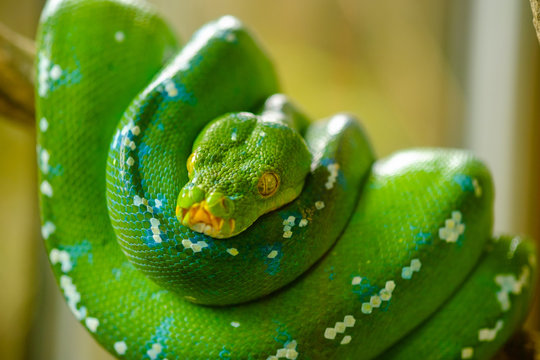 Green tree python
