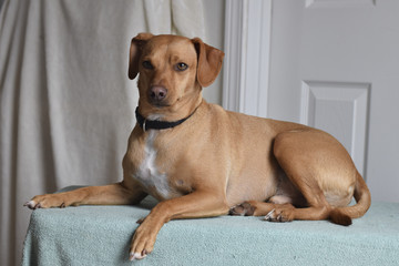 Short haired brown dog posing for portrait