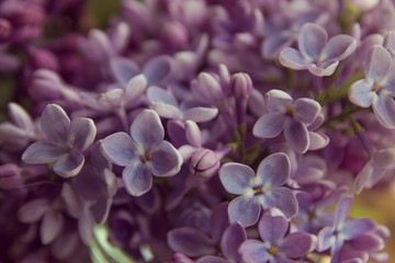 Lilac blossoms. Spring floral background close up