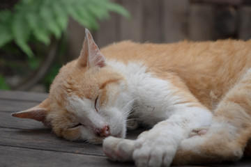 Sleeping cat on the wood floor