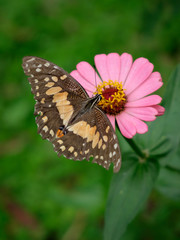 Butterfly on the Zinnia flower