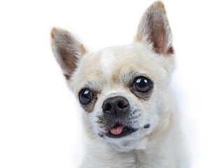 Isolated portrait of a beautiful chihuahua 