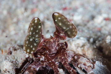 Mantis Shrimp Eyes