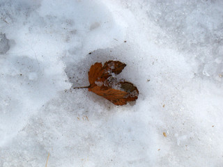 Autumn leaf on dirty snow