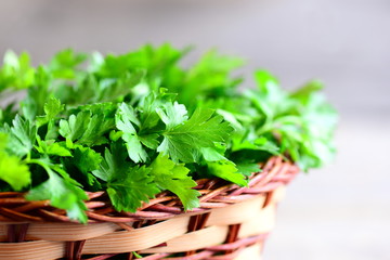 Fresh parsley sprigs in a brown wicker basket. Garden parsley herbs. Natural source of anti-oxidant nutrients, folic acid, vitamin K, vitamin C and vitamin A. Natural antioxidant food. Closeup