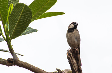 A small bird on the tree