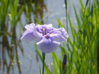 花菖蒲