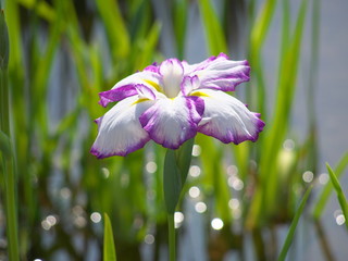 花菖蒲