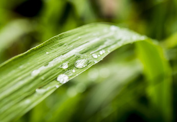Gouttes de ros&eacute;e