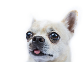 Isolated portrait of a beautiful chihuahua 