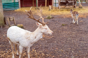 White Deer with antlers looks like a female takes