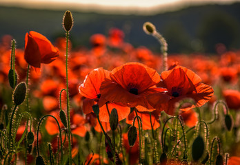 poppy flowers close up in the field