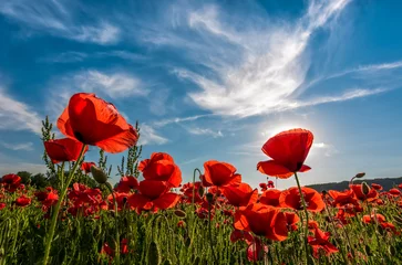 Peel and stick wall murals Poppy poppy flowers field in mountains