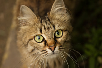 Portrait of a beautiful cat close-up.