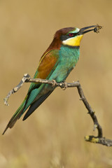 European bee-eater (Merops apiaster)