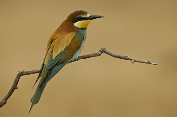 European bee-eater (Merops apiaster)