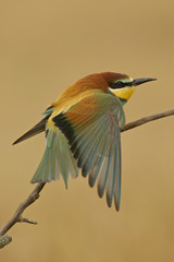 Obraz premium European bee-eater (Merops apiaster) stretching a wing