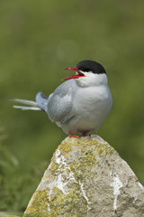 Arctic tern (Sterna paradisea)