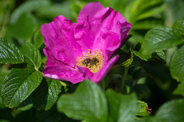 hibiskus blossom with bee © rudolfgeiger