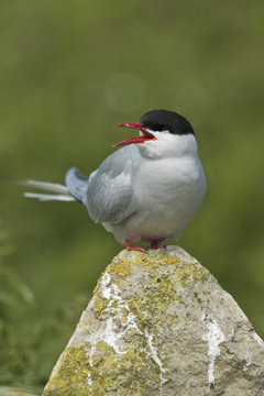 Arctic tern (Sterna paradisea)