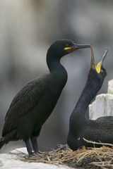 Common cormorant or Shag (Phalacrocorax aristotelis) pair on nest