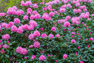 Blooming rhododendron bushes