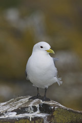 Black-legged Kittiwake (Rissa tridactyla)