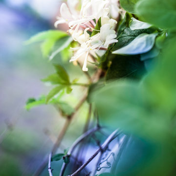 bright green caprioli flowering. delicate flower. white flowers. green fence.