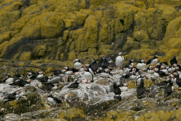 Atlantic puffin (Fratercula arctica)