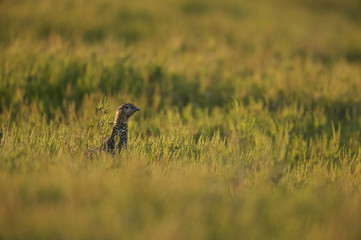 Red Grouse (Lagopus lagopus scoticus) Yorkshire Dales UK