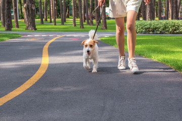 Young woman and her dog running in the park. Sport with pets. Fitness animals