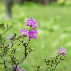 Beautiful flowering rosemary in spring.