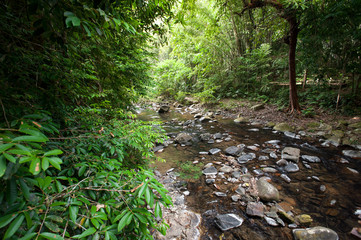 Tropical rain forest with green trees,Thailand