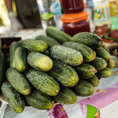 cucumbers cucumber crop