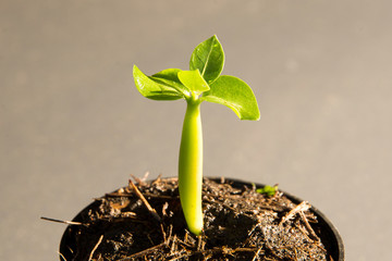 Green sprout growing from seed