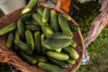 cucumbers cucumber crop