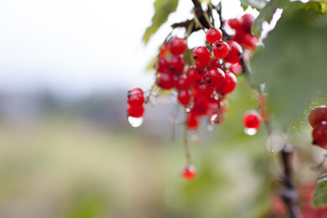 red currant after rain